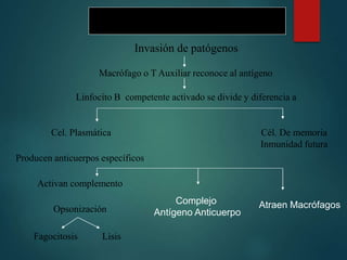 Inmunidad mediada por anticuerpos
Invasión de patógenos
Macrófago o T Auxiliar reconoce al antígeno
Linfocito B competente activado se divide y diferencia a
Cel. Plasmática Cél. De memoria
Inmunidad futura
Producen anticuerpos específicos
Activan complemento
Opsonización
Fagocitosis Lisis
Complejo
Antígeno Anticuerpo
Atraen Macrófagos
 