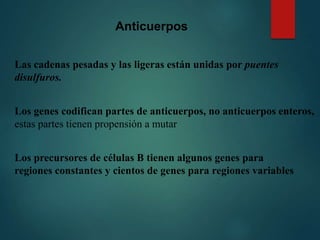 Las cadenas pesadas y las ligeras están unidas por puentes
disulfuros.
Los genes codifican partes de anticuerpos, no anticuerpos enteros,
estas partes tienen propensión a mutar
Los precursores de células B tienen algunos genes para
regiones constantes y cientos de genes para regiones variables
Anticuerpos
 