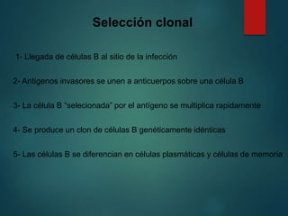 Selección clonal
1- Llegada de células B al sitio de la infección
2- Antígenos invasores se unen a anticuerpos sobre una célula B
3- La célula B “selecionada” por el antígeno se multiplica rapidamente
4- Se produce un clon de células B genéticamente idénticas
5- Las células B se diferencian en células plasmáticas y células de memoria
 