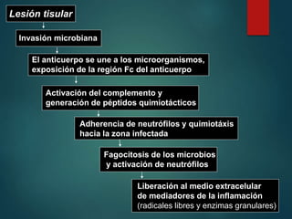 Lesión tisular
Invasión microbiana
El anticuerpo se une a los microorganismos,
exposición de la región Fc del anticuerpo
Activación del complemento y
generación de péptidos quimiotácticos
Adherencia de neutrófilos y quimiotáxis
hacia la zona infectada
Fagocitosis de los microbios
y activación de neutrófilos
Liberación al medio extracelular
de mediadores de la inflamación
(radicales libres y enzimas granulares)
 