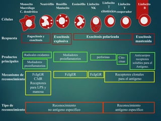 Monocito
Macrófago
C. dendrítica
Neutrófilo Basófilo
Mastocito
Eosinófilo Linfocito
T
cooperador
Linfocito
T
citotóxico
Linfocito
B
Linfocito
NK
Reconocimiento
no antígeno específico
Reconocimiento
antígeno específico
Anticuerpos
receptores
solubles para el
Antígeno.
perforinas
Fagocitosis y
exocitosis
Exocitosis
explosiva
Exocitosis polarizada
Cito-
cinas
Radicales oxidantes Mediadores
proinflamatorios
Mediadores
proinflamatorios
Células
Respuesta
Productos
principales
Mecanismo de
reconocimiento
Tipo de
reconocimiento
Receptores clonales
para el antígeno
FcIgGRFcIgGR
C3dR
Receptores
para LPS y
manosa
FcIgER
Exocitosis
mantenida
 