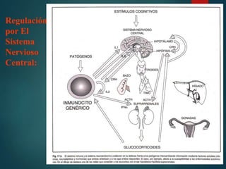 Regulación
por El
Sistema
Nervioso
Central:
 