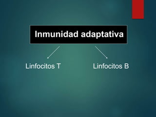 Inmunidad adaptativa
Linfocitos T Linfocitos B
 