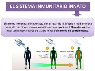 EL SISTEMA INMUNITARIO INNATO
El sistema inmunitario innato actúa en el lugar de la infección mediante una
serie de reacciones locales, conocidas como procesos inflamatorios, y a
nivel sanguíneo a través de las proteínas del sistema de complemento.
 