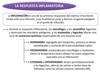 LA RESPUESTA INFLAMATORIA
La INFLAMACIÓN es una de las primeras respuestas del sistema inmunitario
innato ante una infección, cuya finalidad es aislar y destruir al agente patógeno
en el punto de infección.
Durante la respuesta inflamatoria, los macrófagos y los neutrófilos fagocitan
y destruyen los microbios patógenos, y los mastocitos y fagocitos liberan una
serie de sustancias químicas responsables de una reacción local
HISTAMINAS: segregada por mastocitos, provoca un efecto
vasodilatador y aumento de la permeabilidad capilar
EICOSANOIDES: producidos por macrófagos y mastocitos,
elevan la temperatura local y dilatan los vasos sanguíneos
asociados con la inflamación
CITOSINAS e INTERFERONES: atraen quimiotácticamente
a los fagocitos, además de activar a ciertos tipos de
linfocitos, como las células asesinas naturales (NK)
 