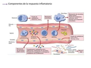 Componentes de la respuesta inflamatoria:
 