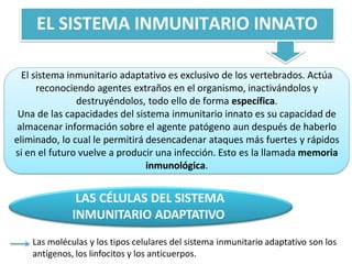 EL SISTEMA INMUNITARIO INNATO
El sistema inmunitario adaptativo es exclusivo de los vertebrados. Actúa
reconociendo agentes extraños en el organismo, inactivándolos y
destruyéndolos, todo ello de forma específica.
Una de las capacidades del sistema inmunitario innato es su capacidad de
almacenar información sobre el agente patógeno aun después de haberlo
eliminado, lo cual le permitirá desencadenar ataques más fuertes y rápidos
si en el futuro vuelve a producir una infección. Esto es la llamada memoria
inmunológica.
LAS CÉLULAS DEL SISTEMA
INMUNITARIO ADAPTATIVO
Las moléculas y los tipos celulares del sistema inmunitario adaptativo son los
antígenos, los linfocitos y los anticuerpos.
 