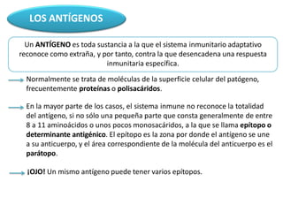 LOS ANTÍGENOS
Un ANTÍGENO es toda sustancia a la que el sistema inmunitario adaptativo
reconoce como extraña, y por tanto, contra la que desencadena una respuesta
inmunitaria específica.
Normalmente se trata de moléculas de la superficie celular del patógeno,
frecuentemente proteínas o polisacáridos.
En la mayor parte de los casos, el sistema inmune no reconoce la totalidad
del antígeno, si no sólo una pequeña parte que consta generalmente de entre
8 a 11 aminoácidos o unos pocos monosacáridos, a la que se llama epítopo o
determinante antigénico. El epítopo es la zona por donde el antígeno se une
a su anticuerpo, y el área correspondiente de la molécula del anticuerpo es el
parátopo.
¡OJO! Un mismo antígeno puede tener varios epítopos.
 