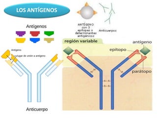 LOS ANTÍGENOS
 