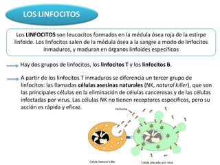 LOS LINFOCITOS
Los LINFOCITOS son leucocitos formados en la médula ósea roja de la estirpe
linfoide. Los linfocitos salen de la médula ósea a la sangre a modo de linfocitos
inmaduros, y maduran en órganos linfoides específicos
Hay dos grupos de linfocitos, los linfocitos T y los linfocitos B.
A partir de los linfocitos T inmaduros se diferencia un tercer grupo de
linfocitos: las llamadas células asesinas naturales (NK, natural killer), que son
las principales células en la eliminación de células cancerosas y de las células
infectadas por virus. Las células NK no tienen receptores específicos, pero su
acción es rápida y eficaz.
 