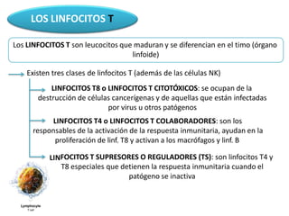 LIN
LOS LINFOCITOS T
Los LINFOCITOS T son leucocitos que maduran y se diferencian en el timo (órgano
linfoide)
Existen tres clases de linfocitos T (además de las células NK)
LINFOCITOS T8 o LINFOCITOS T CITOTÓXICOS: se ocupan de la
destrucción de células cancerígenas y de aquellas que están infectadas
por virus u otros patógenos
LINFOCITOS T4 o LINFOCITOS T COLABORADORES: son los
responsables de la activación de la respuesta inmunitaria, ayudan en la
proliferación de linf. T8 y activan a los macrófagos y linf. B
FOCITOS T SUPRESORES O REGULADORES (TS): son linfocitos T4 y
T8 especiales que detienen la respuesta inmunitaria cuando el
patógeno se inactiva
 