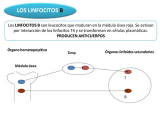 LOS LINFOCITOS B
Los LINFOCITOS B son leucocitos que maduran en la médula ósea roja. Se activan
por interacción de los linfocitos T4 y se transforman en células plasmáticas.
PRODUCEN ANTICUERPOS
Órgano hematopoyético
Médula ósea
Timo Órganos linfoides secundarios
T
B
 