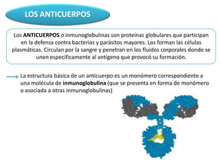LOS ANTICUERPOS
Los ANTICUERPOS o inmunoglobulinas son proteínas globulares que participan
en la defensa contra bacterias y parásitos mayores. Los forman las células
plasmáticas. Circulan por la sangre y penetran en los fluidos corporales donde se
unen específicamente al antígeno que provocó su formación.
La estructura básica de un anticuerpo es un monómero correspondiente a
una molécula de inmunoglobulina (que se presenta en forma de monómero
o asociada a otras inmunoglobulinas)
 