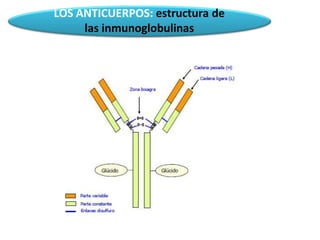 LOS ANTICUERPOS: estructura de
las inmunoglobulinas
 