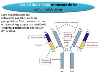 LOS ANTICUERPOS: estructura de las
inmunoglobulinas
Las inmunoglobulinas son
heteroproteínas del grupo de las
glucoproteínas. Cada monómero es una
estructura integrada por la asociación de
4 cadenas polipeptídicas, dos ligeras y
dos pesadas.
 