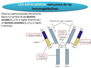 LOS ANTICUERPOS: estructura de las
inmunoglobulinas
Tanto las cadenas pesadas (H) como las
ligeras (L) constan de un dominio
variable (Vh o Vl) o región N-terminal y
un dominio constante (Cl o Ch) o región
C-terminal
 