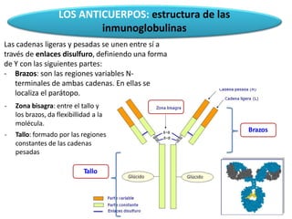 LOS ANTICUERPOS: estructura de las
inmunoglobulinas
Las cadenas ligeras y pesadas se unen entre sí a
través de enlaces disulfuro, definiendo una forma
de Y con las siguientes partes:
- Brazos: son las regiones variables N-
terminales de ambas cadenas. En ellas se
localiza el parátopo.
- Zona bisagra: entre el tallo y
los brazos, da flexibillidad a la
molécula.
- Tallo: formado por las regiones
constantes de las cadenas
pesadas
Tallo
Brazos
 