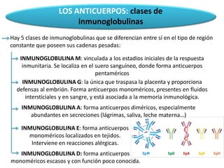 Hay 5 clases de inmunoglobulinas que se diferencian entre sí en el tipo de región
constante que poseen sus cadenas pesadas:
INMUNOGLOBULINA M: vinculada a los estadios iniciales de la respuesta
inmunitaria. Se localiza en el suero sanguíneo, donde forma anticuerpos
pentaméricos
INMUNOGLOBULINA G: la única que traspasa la placenta y proporciona
defensas al embrión. Forma anticuerpos monoméricos, presentes en fluidos
intersticiales y en sangre, y está asociada a la memoria inmunológica.
INMUNOGLOBULINA A: forma anticuerpos diméricos, especialmente
abundantes en secreciones (lágrimas, saliva, leche materna…)
INMUNOGLOBULINA E: forma anticuerpos
monoméricos localizados en tejidos.
Interviene en reacciones alérgicas.
INMUNOGLOBULINA D: forma anticuerpos
monoméricos escasos y con función poco conocida.
LOS ANTICUERPOS: clases de
inmunoglobulinas
 