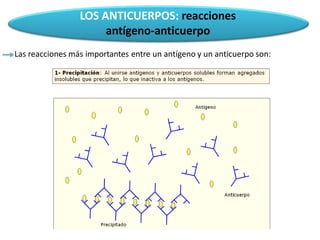 LOS ANTICUERPOS: reacciones
antígeno-anticuerpo
Las reacciones más importantes entre un antígeno y un anticuerpo son:
 