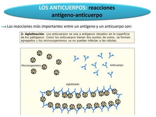 LOS ANTICUERPOS: reacciones
antígeno-anticuerpo
Las reacciones más importantes entre un antígeno y un anticuerpo son:
 