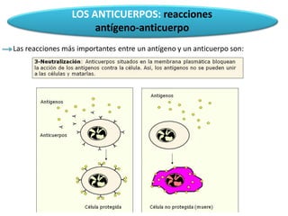 LOS ANTICUERPOS: reacciones
antígeno-anticuerpo
Las reacciones más importantes entre un antígeno y un anticuerpo son:
 
