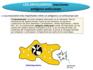 LOS ANTICUERPOS: reacciones
antígeno-anticuerpo
Las reacciones más importantes entre un antígeno y un anticuerpo son:
 