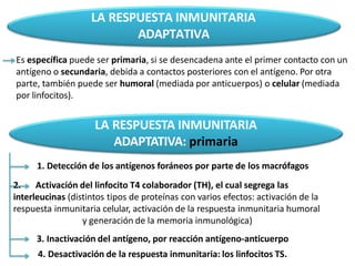 Es específica puede ser primaria, si se desencadena ante el primer contacto con un
antígeno o secundaria, debida a contactos posteriores con el antígeno. Por otra
parte, también puede ser humoral (mediada por anticuerpos) o celular (mediada
por linfocitos).
LA RESPUESTA INMUNITARIA
ADAPTATIVA
LA RESPUESTA INMUNITARIA
ADAPTATIVA: primaria
1. Detección de los antígenos foráneos por parte de los macrófagos
2. Activación del linfocito T4 colaborador (TH), el cual segrega las
interleucinas (distintos tipos de proteínas con varios efectos: activación de la
respuesta inmunitaria celular, activación de la respuesta inmunitaria humoral
y generación de la memoria inmunológica)
3. Inactivación del antígeno, por reacción antígeno-anticuerpo
4. Desactivación de la respuesta inmunitaria: los linfocitos TS.
 