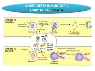 LA RESPUESTA INMUNITARIA
ADAPTATIVA: primaria
 