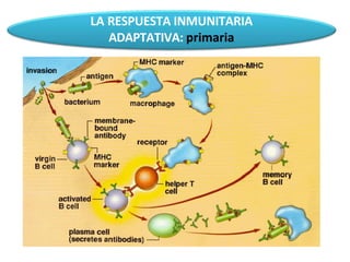 LA RESPUESTA INMUNITARIA
ADAPTATIVA: primaria
 