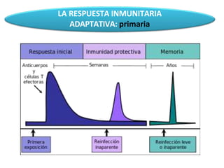 LA RESPUESTA INMUNITARIA
ADAPTATIVA: primaria
 