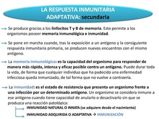 LA RESPUESTA INMUNITARIA
ADAPTATIVA: secundaria
Se produce gracias a los linfocitos T y B de memoria. Esto permite a los
organismos poseer memoria inmunológica e inmunidad.
Se pone en marcha cuando, tras la exposición a un antígeno y la consiguiente
respuesta inmunitaria primaria, se producen nuevos encuentros con el mismo
antígeno.
La memoria inmunológica: es la capacidad del organismo para responder de
manera más rápida, intensa y eficaz posible contra un antígeno. Puede durar toda
la vida, de forma que cualquier individuo que ha padecido una enfermedad
infecciosa queda inmunizado, de tal forma que no vuelve a contraerla.
La inmunidad: es el estado de resistencia que presenta un organismo frente a
una infección por un determinado antígeno. Un organismo se considera inmune a
ese antígeno cuando tiene capacidad de anularlo o desactivarlo sin que se
produzca una reacción patológica:
INMUNIDAD NATURAL O INNATA (se adquiere desde el nacimiento)
INMUNIDAD ADQUIRIDA O ADAPTATIVA  INMUNIZACIÓN
 