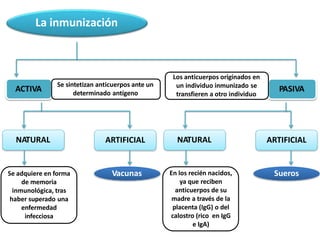 La inmunización
ACTIVA PASIVA
NATURAL ARTIFICIAL NATURAL ARTIFICIAL
Vacunas Sueros
Se sintetizan anticuerpos ante un
determinado antígeno
Se adquiere en forma
de memoria
inmunológica, tras
haber superado una
enfermedad
infecciosa
En los recién nacidos,
ya que reciben
anticuerpos de su
madre a través de la
placenta (IgG) o del
calostro (rico en IgG
e IgA)
Los anticuerpos originados en
un individuo inmunizado se
transfieren a otro individuo
 