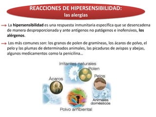 REACCIONES DE HIPERSENSIBILIDAD:
las alergias
La hipersensibilidad es una respuesta inmunitaria específica que se desencadena
de manera desproporcionada y ante antígenos no patógenos e inofensivos, los
alérgenos.
Los más comunes son: los granos de polen de gramíneas, los ácaros de polvo, el
pelo y las plumas de determinados animales, las picaduras de avispas y abejas,
algunos medicamentos como la penicilina…
 