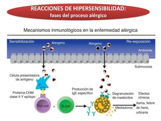 REACCIONES DE HIPERSENSIBILIDAD:
fases del proceso alérgico
 