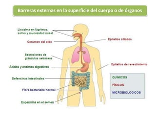 Barreras externas en la superficie del cuerpo o de órganos
 