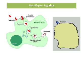 Macrófagos - Fagocitos
 