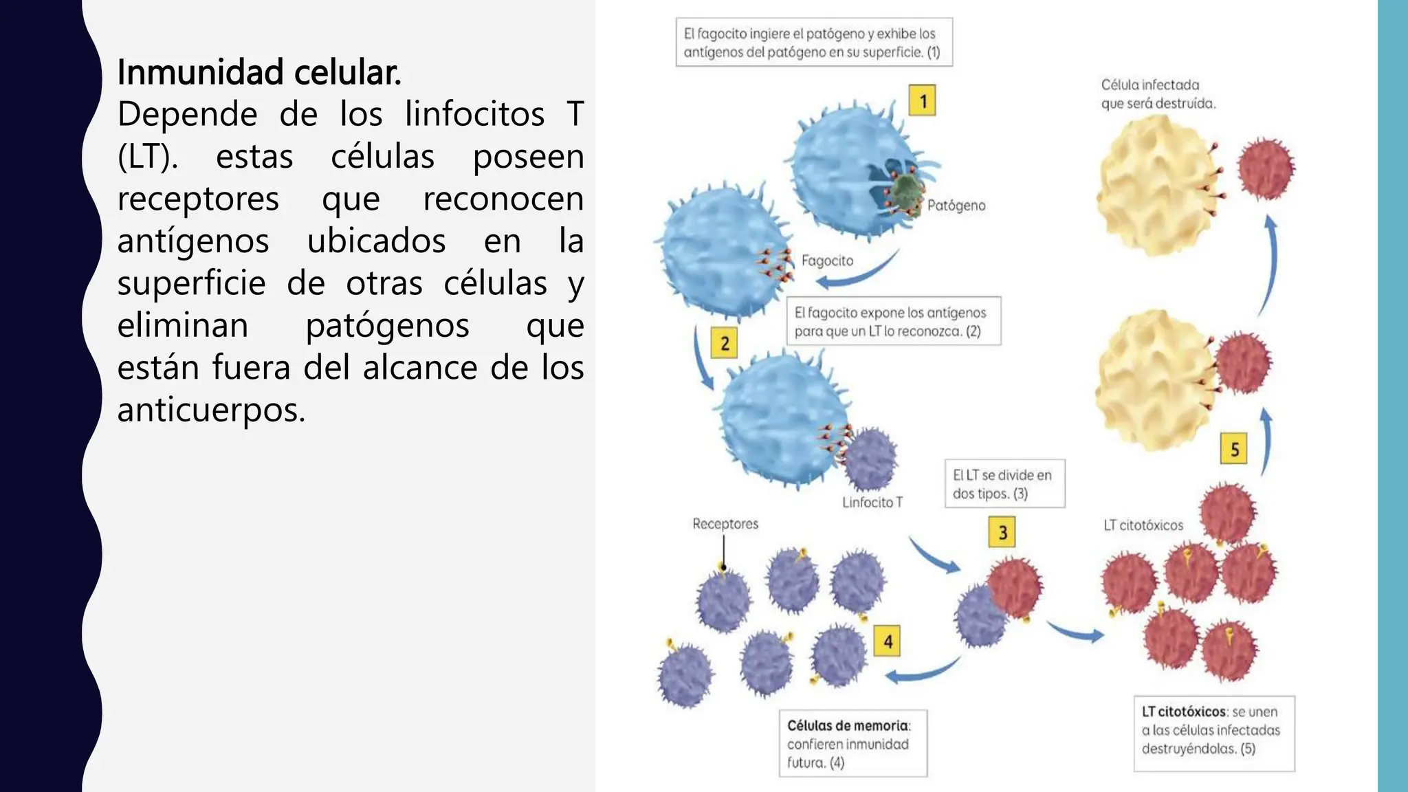 SISTEMA INMUNE...como se defiende nuestro cuerpo | PPTX | Infectious ...