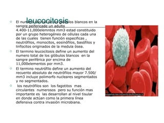 leucocitosis El numero normal de los glóbulos blancos en la sangre peifericade un adulto 4.400-11,000elemntos mm3 estad constituido por un grupo heterogéneo de células cada una de las cuales  tienen función especificas , neutrófilos, monocitos, eosinófilos, basófilos y linfocitos originados de la medula ósea. El termino leucocitosis define un aumento del numero total de los glóbulos blancos  en la sangre periférica por encima de 11,000elementos por mm3. El termino neutrófilo define un aumento del recuento absoluto de neutrófilos mayor 7.500/mm3 incluye polimorfo nucleares segmentados y no segmentados.  los neutrófilos son  los fagotitos  mas circulantes  numerosos  pero su función mas importante es  las desarrollan al nivel tisular en donde actúan como la primera línea defensiva contra invasión microbiana. 