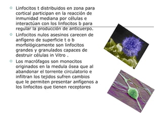 Linfocitos t distribuidos en zona para cortical participan en la reacción de inmunidad mediana por células e interactúan con los linfocitos b para regular la producción de anticuerpo. Linfocitos nulos asesinos carecen de anfígeno de superficie t o b morfológicamente son linfocitos grandes y granulados capaces de destruir células in Vitro . Los macrófagos son monocitos originados en la medula ósea que al abandonar el torrente circulatorio e infiltran los tejidos sufren cambios que le permiten presentar anfígenos a los linfocitos que tienen receptores 