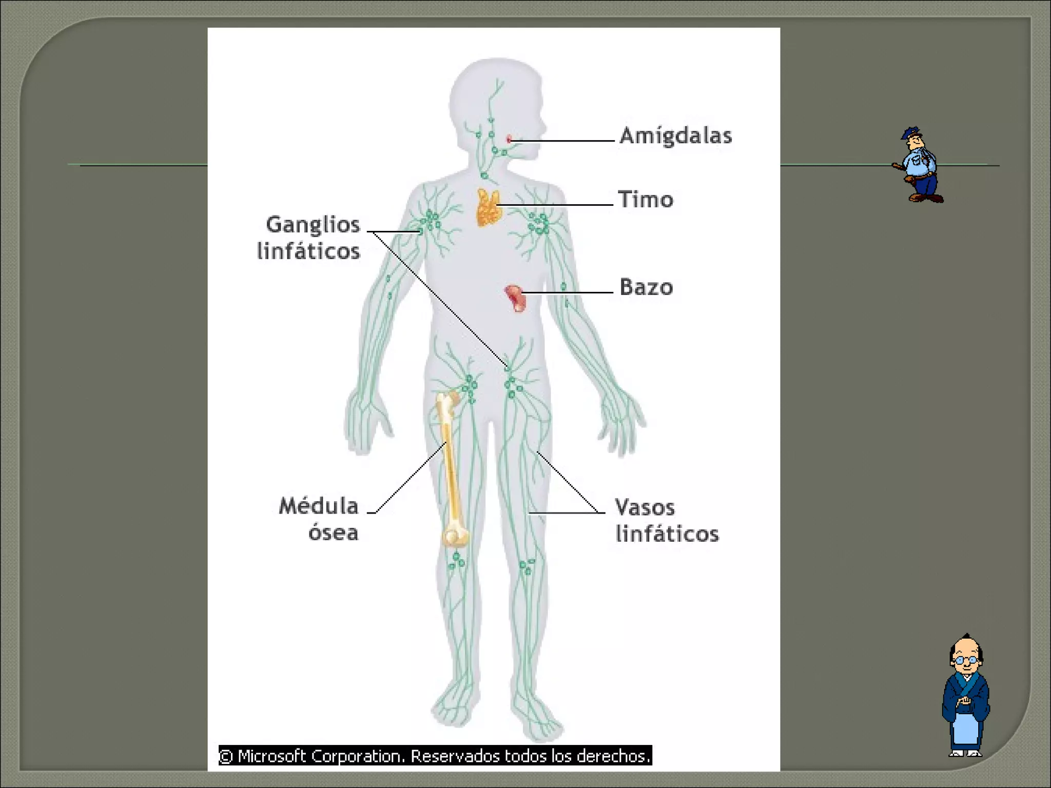 Sistema inmune celulasa actual | PPT