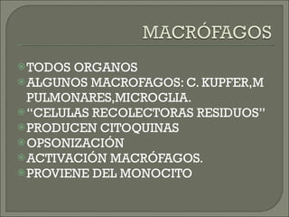 TODOS ORGANOS  ALGUNOS MACROFAGOS: C. KUPFER,M PULMONARES,MICROGLIA. “ CELULAS RECOLECTORAS RESIDUOS” PRODUCEN CITOQUINAS OPSONIZACIÓN ACTIVACIÓN MACRÓFAGOS. PROVIENE DEL MONOCITO 