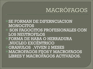 SE FORMAN DE DIFERNCIACION MONOCITOS SON FAGOCITOS PROFESIONALES CON LOS NEUTROFILOS FORMA DE HABA O HERRADURA ,NUCLEO EXCÉNTRICO GRANULOS  ,VIVEN 2 MESES MACROFAGOS FIJOS Y MACROFAGOS LIBRES Y MACROFAGOS ACTIVADOS. 