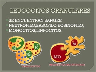 SE ENCUENTRAN SANGRE NEUTROFILO,BASOFILO,EOSINOFILO, MONOCITOS,LINFOCITOS. 