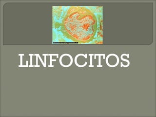 LINFOCITOS 