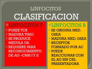CLASIFICACION LINFOCITOS T POSEE TCR MADURA TIMO SE PRODUCE MEDULA OS. REQUIERE PARA  RECONOCIMIENTO DE AG –CMH I Y II LINFOCITOS B SE ORIGINA MED. OSEA  MADURA MED. OSEA RECEPTOR FORMADO POR AC PUEDE REACCIONAR CON EL AG SIN CEL PRESENTADORA 