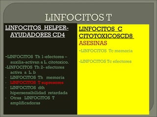 LINFOCITOS  HELPER-AYUDADORES CD4 - LINFOCITOS  Th 1-efectores –auxilia-activan a L. citotoxico. -LINFOCITOS  Th 2- efectores  activa  a  L. b LINFOCITOS  Th  memoria LINFOCITOS  T supresores  LINFOCITOS  dth  hipersensibilidad  retardada Otras  LINFOCITOS  T amplificadoras LINFOCITOS  C CITOTOXICOSCD8  ASESINAS - LINFOCITOS  Tc memoria -LINFOCITOS Tc efectores  