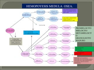 HEMOPOYESIS MEDULA  OSEA. CAPAZ DE  AUTOREPRODUCCION. CELULA  CD34POSITIVAS NO CAPAZ DE  AUTOREPRODUCCION. LOS LINFO B INMADUROS  NAIVE  MADURAN  EN LA MED. OSEA LOS LINFO T INMADUROS  NAIVE VIAJAN  A MADURAR EN EL TIMO ERITROBLASTO BASOFILO, ERITROBLASTO POLICROMATOFILO, ERITROBLASTO ORTOCROMATICO  (normoblasto) ,RETICULOCITO ERITROCITO PROMIELOCITO MIELOCITO METAMIELOCITO GRANULOCITO  MADURO  PROMONOCITO MONOCITO MACROFAGO MEGACARIOCITO PLAQUETAS CELULA NK 
