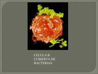 CELULA B CUBIERTA DE BACTERIAS 