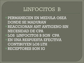 PERMANECEN EN MEDULA OSEA DONDE SE MADURAN REACCIONAN ANT ANTIGENO SIN NECESIDAD DE CPA LOS  LINFOCITOS B SON  CPA EN UNA RESPUESTA EFECTIVA CONTIBUYEN LOS LTH RECEPTORES SON IG 