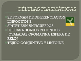 SE FORMAN DE DIFERENCIACION LINFOCITOS B SINTETIZAN ANTICUERPOS CELUAS NUCLEOS REDONDOS ,OVALADAS,CROMATINA ESFERA DE RELOJ TEJIDO CONJUNTIVO Y LINFOIDE 